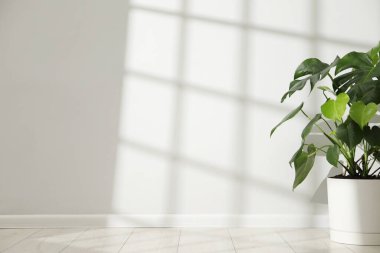 Beyaz duvarın yanındaki saksıda çok güzel bir bitki var. Metin için boşluk