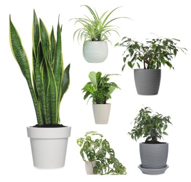 Beyaz tencerelerde farklı ev bitkileri, koleksiyon.