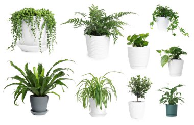 Beyaz tencerelerde farklı ev bitkileri, koleksiyon.