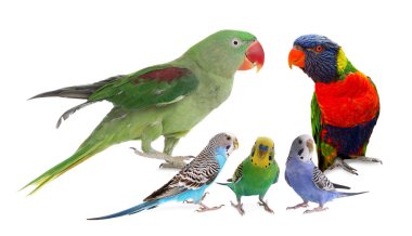 Beyaz arka planda farklı papağanlar. Sevimli hayvan.