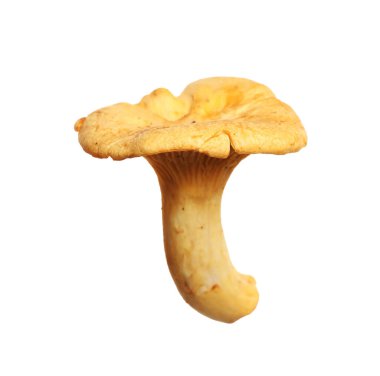 Taze vahşi mantarlar beyazı izole eder.