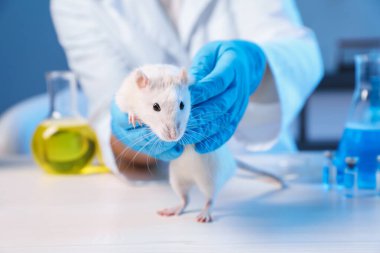 Şirin bir fare ve laboratuardaki beyaz ahşap masada numunelerle çalışan bir bilim adamı. Hayvan testleri