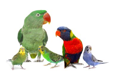 Beyaz arka planda farklı papağanlar. Sevimli hayvan.