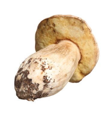 Taze kaygan Jack mantarı beyazda izole edilmiş.