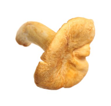 Taze vahşi mantarlar beyazı izole eder.