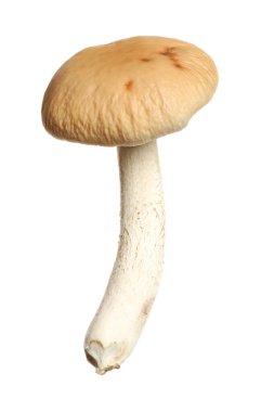 Taze yaban pioppini mantarı beyaza izole edilmiş.