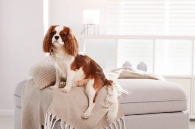 Şövalye Kral Charles Spaniel evde pouf 'ta. Metin için boşluk