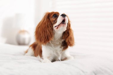 Şövalye Kral Charles Spaniel evde yatakta
