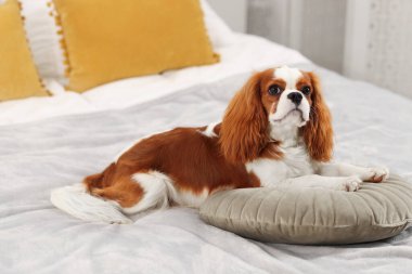 Şövalye Kral Charles Spaniel evde yatakta. Metin için boşluk