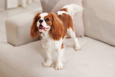 Şövalye Kral Charles Spaniel evdeki kanepede oturuyor.