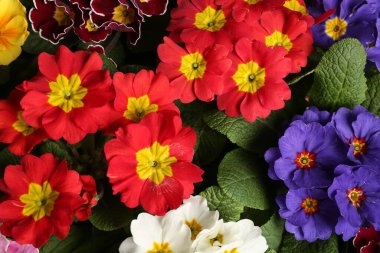 Arka plan olarak renkli çiçekli güzel primula (çuha çiçeği) bitkileri, üst manzara. Bahar çiçekleri.