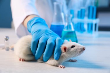 Fareyle çalışan bir bilim adamı ve laboratuardaki beyaz ahşap masada numuneler, yakın plan. Hayvan testleri