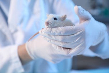 Laboratuvarda fareyle çalışan bilim adamı, yakın plan.