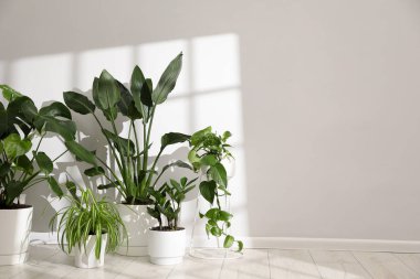 Beyaz duvarın yanındaki çömleklerde farklı güzel bitkiler. Metin için boşluk