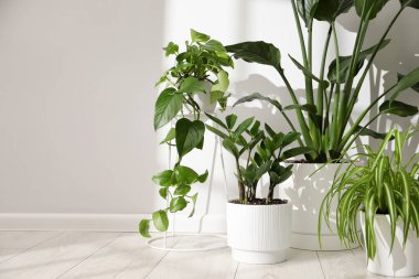 Beyaz duvarın yanındaki çömleklerde farklı güzel bitkiler, yakın plan. Metin için boşluk