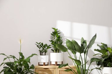 Beyaz duvarın yanındaki çömleklerde farklı güzel bitkiler. Metin için boşluk