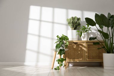 Beyaz duvarın yanındaki çömleklerde farklı güzel bitkiler. Metin için boşluk