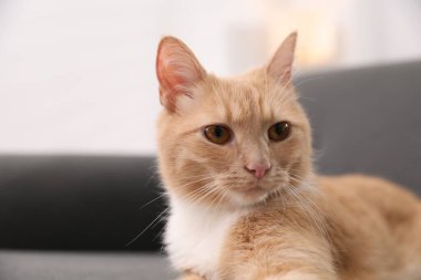 Tatlı kızıl kedi, bulanık arka planda, yakın plan. Metin için boşluk