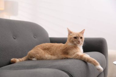 Evdeki kanepede yatan sevimli kızıl kedi.