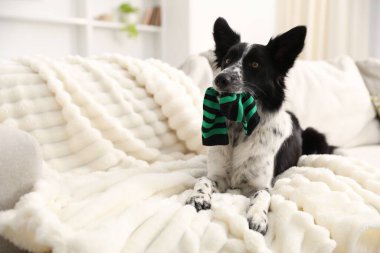 Beyaz kanepede çoraplı şirin Border Collie köpeği. Metin için boşluk