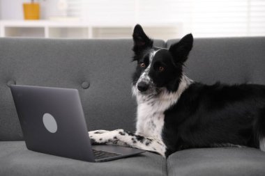 Evdeki koltukta dizüstü bilgisayarı olan sevimli Border Collie köpeği.