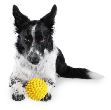 Beyaz arka planda şirin bir Border Collie köpeği ve evcil oyuncak.