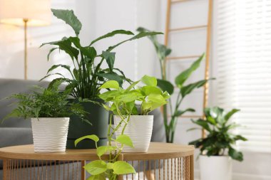 Farklı saksı bitkileri, kanepe ve ahşap masa kapalı, yakın plan.