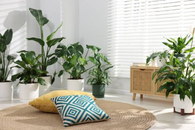 Farklı saksı bitkileri, ahşap dolap ve içeride yastıklar.