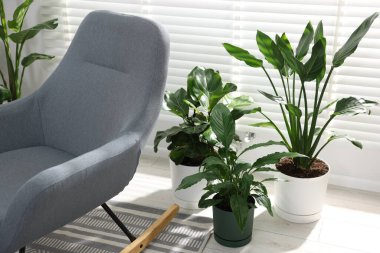 Sallanan sandalye ve farklı saksı bitkileri kapalı, yakın plan.