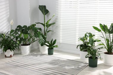 Evdeki pencerenin yanında farklı saksı bitkileri var.