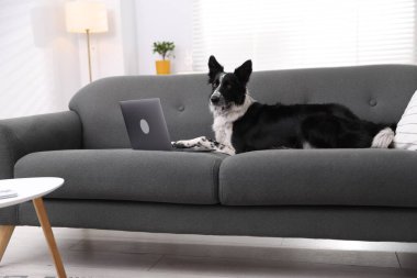 Evdeki koltukta dizüstü bilgisayarı olan sevimli Border Collie köpeği.