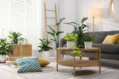 Rahat bir kanepe, kahve masası ve farklı saksı bitkileri.