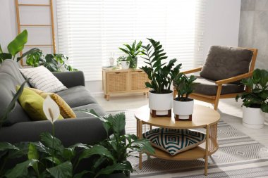 Rahat bir kanepe, kahve masası ve farklı saksı bitkileri.