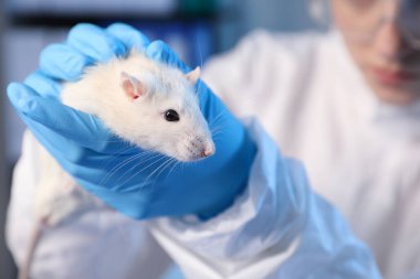 Laboratuvarda fareyle çalışan bilim adamı, yakın plan.