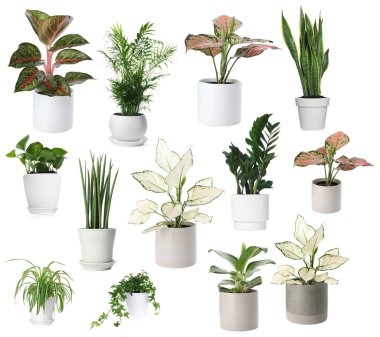 Beyaz tencerelerde farklı ev bitkileri, koleksiyon.