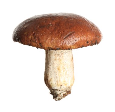 Taze kaygan Jack mantarı beyazda izole edilmiş.