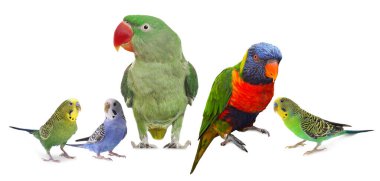 Beyaz arka planda farklı papağanlar. Sevimli hayvan.