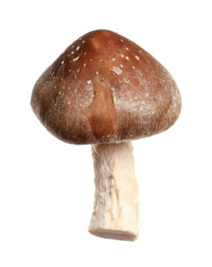 Taze yaban yılanı mantarı beyazda izole edilmiş.