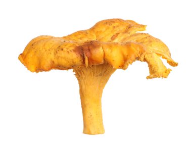 Taze vahşi mantarlar beyazı izole eder.