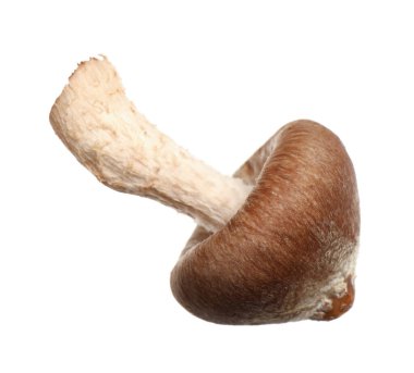 Taze yaban yılanı mantarı beyazda izole edilmiş.