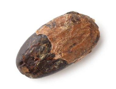 Bir doğal kakao çekirdeği, beyaz üzerine izole edilmiş, üst manzara.