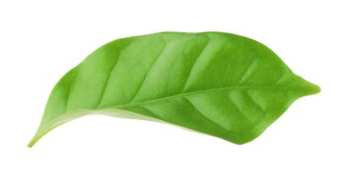 One green cocoa leaf isolated on white