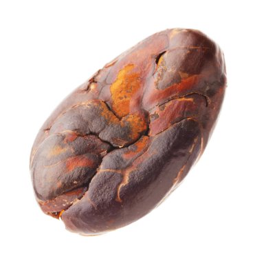 Bir doğal kakao çekirdeği beyaz üzerine izole edilmiş.