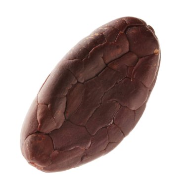 Bir doğal kakao çekirdeği beyaz üzerine izole edilmiş.