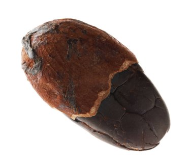 Bir doğal kakao çekirdeği beyaz üzerine izole edilmiş.