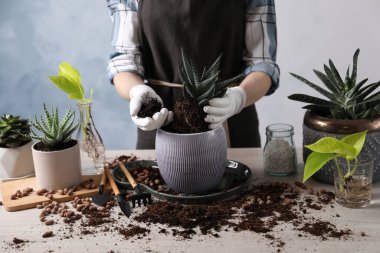 Kadın Haworthia 'yı kapalı bir masada pota naklediyor, yakın plan. Ev bitkileri