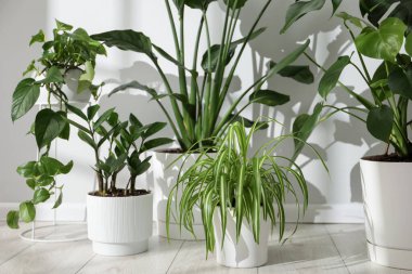 Beyaz duvarın yanındaki çömleklerde farklı güzel bitkiler, yakın plan.