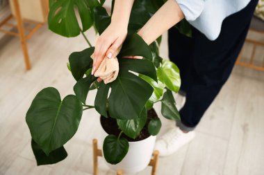 Ev bitkisi yaprağının tozunu silen bir kadın.