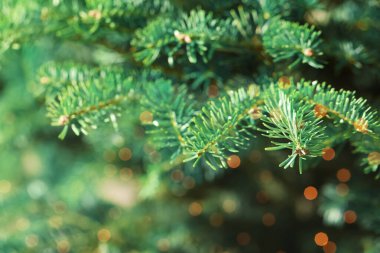Güzel Noel ağacının dalları, yakın çekim manzarası.