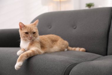 Evdeki kanepede yatan sevimli kızıl kedi.